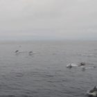 delfines ría de vigo